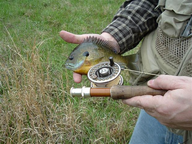 Blue Gill on a 4 wt CV2