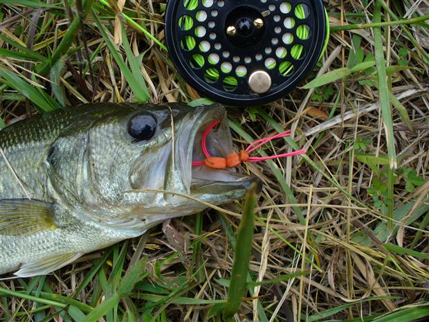 Largemouth Bass on a 3 wt