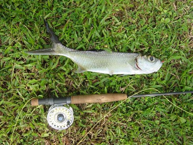 Tarpon from Indonesia