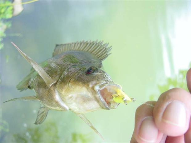 Indonesia Tilapia