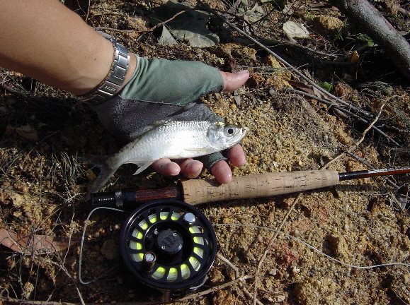 Baby Tarpon