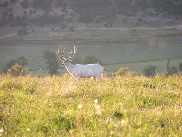 Albino Buck