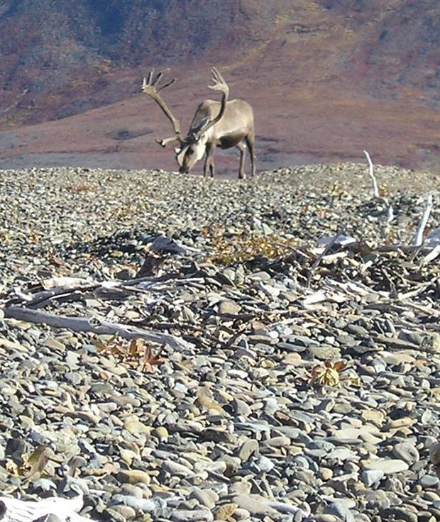 Ideal situation for a hunter.