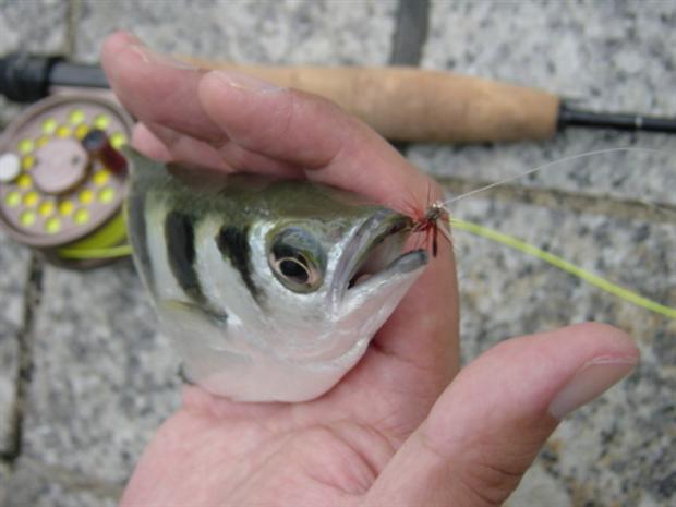Archer fish on CDC Ant