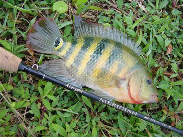 Mayan Cichlid on the Meridian
