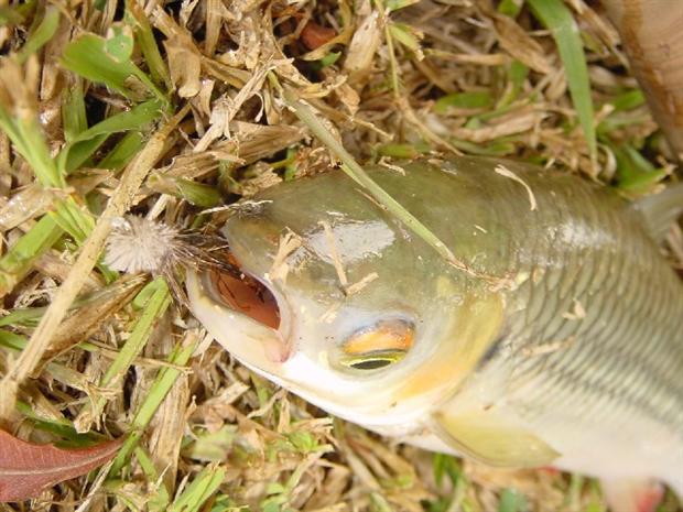 Close up of Grass Carp