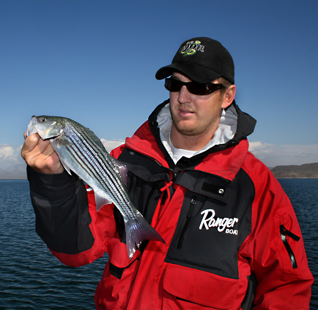 Lake Pleasant Striper