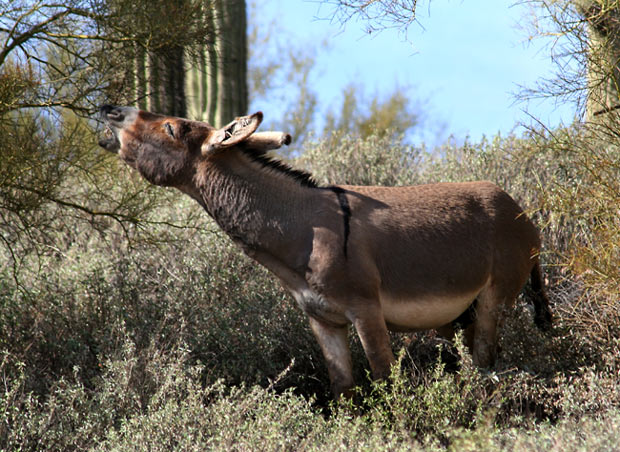 Lake Pleasant Burro