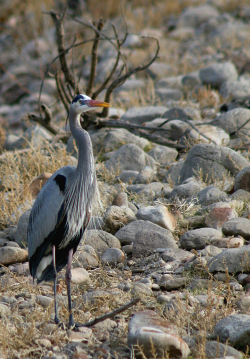 Great Blue Heron