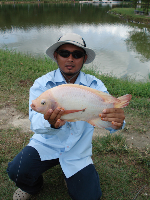 Big Red Talapia