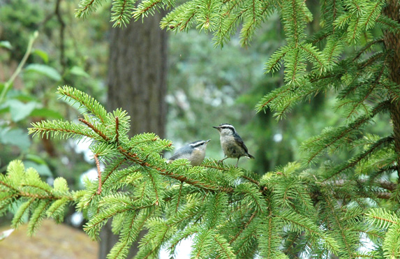 red breasted nuthatch?