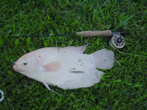 Pink Gourami on Hopper