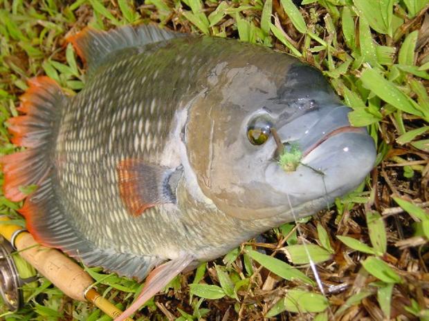 Red tail Gourami on Hopper