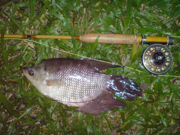 Stripped Gourami on Black St