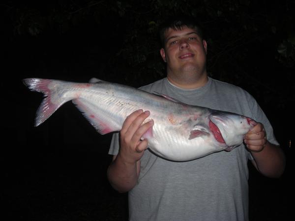 10 Pound Blue Cat