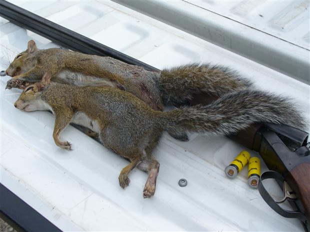 Grey Squirrels