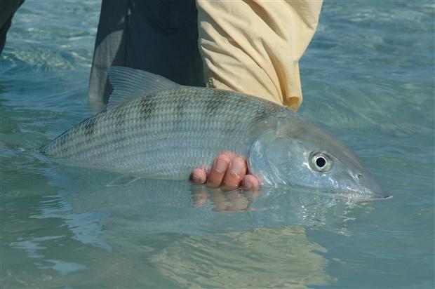 Bonefish