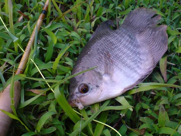 Gourami on Dave hopper