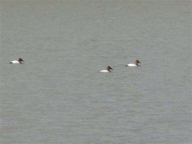 Canvasback