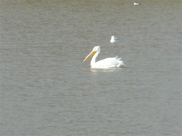 White Pelican