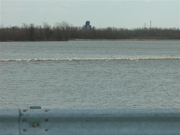 White Pelican Migration