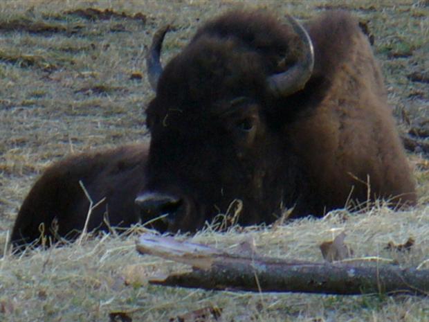 Buffalo