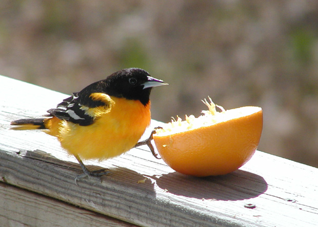 Baltimore Oriole