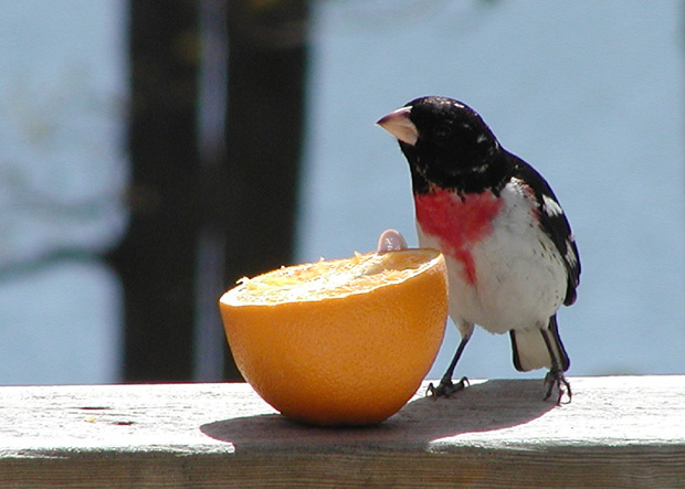 Grosbeak