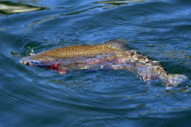 Rainbow on jig