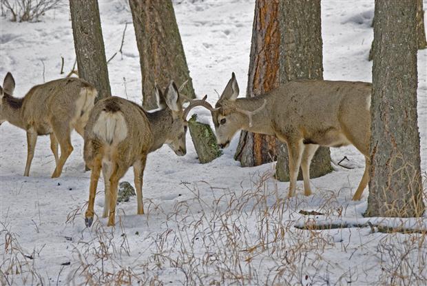 Muley bucks sparring