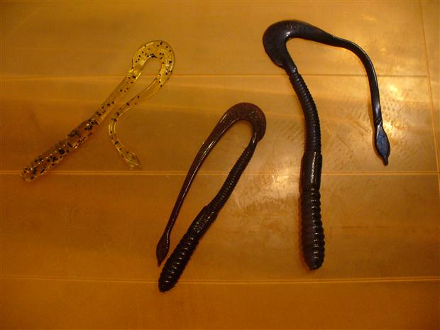 Augertail Worms