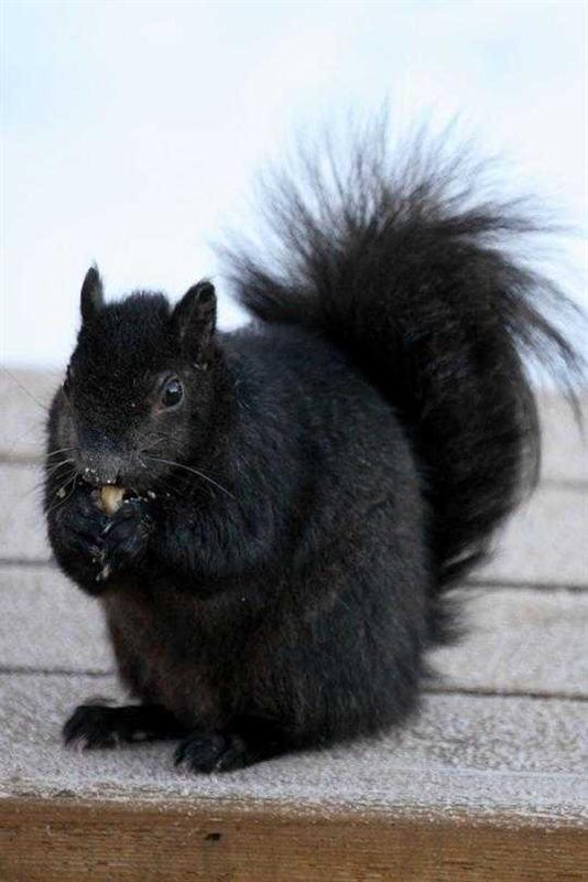 Black Squirrel