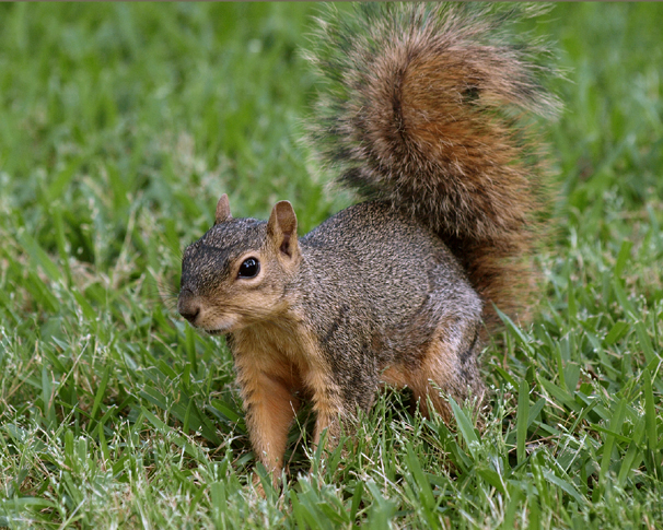 Fox Squirrel