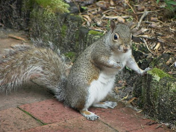 Grey Squirrel