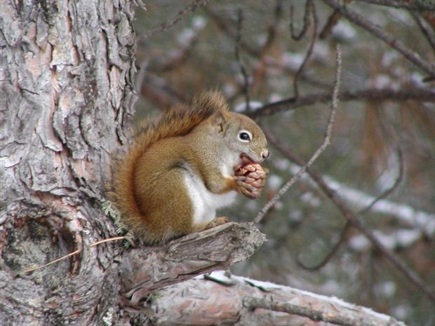 Pine Squirrel