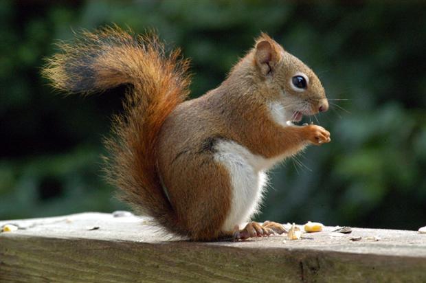 Red Squirrel