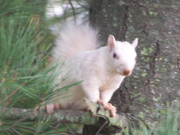 White Squirrel