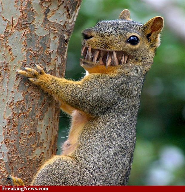 Shark Squirrel