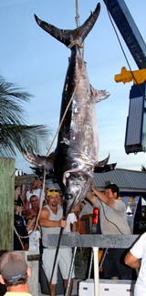 638 Pound Swordfish