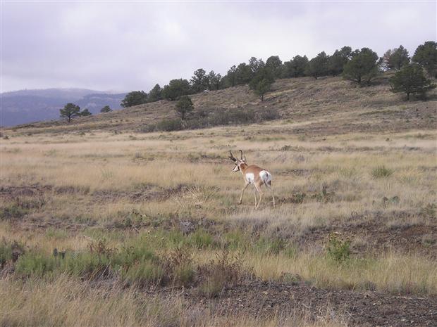 Pronghorn Buck