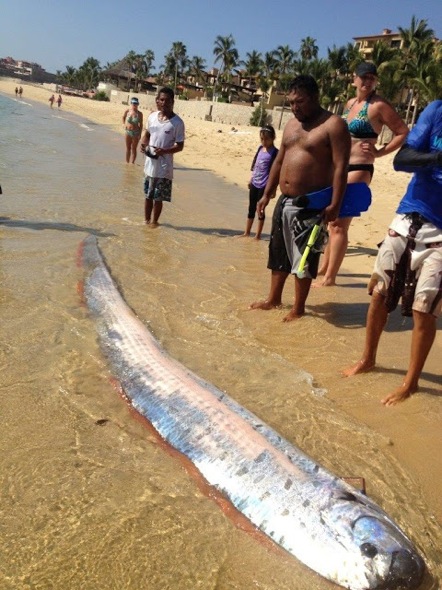 oarfish