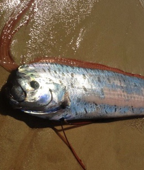 Oarfish1