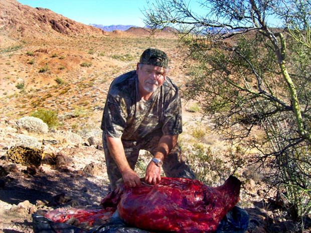 Mandile's Desert Bighorn