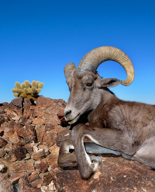 Mandile's Desert Bighorn