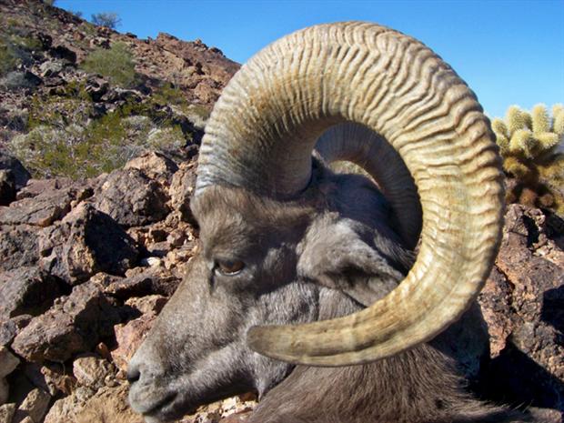 Mandile's Desert Bighorn