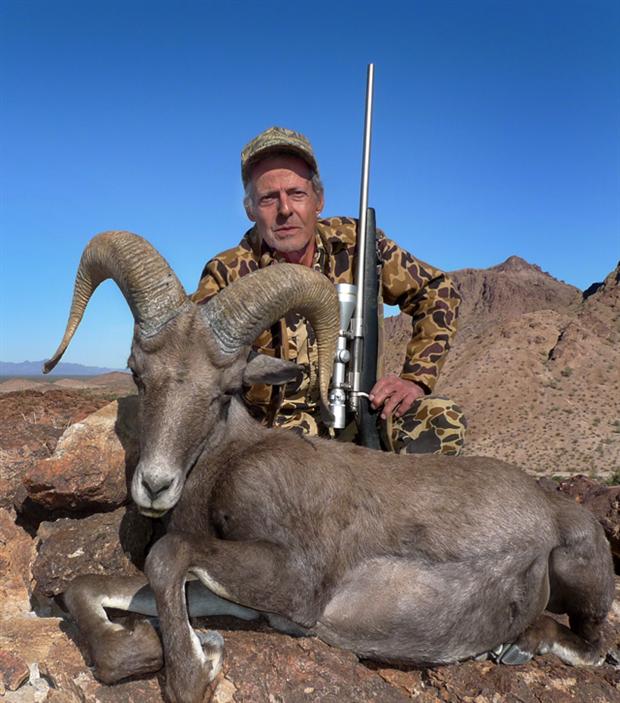 Mandile's Desert Bighorn