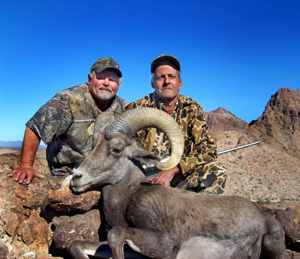 Mandile's Desert Bighorn