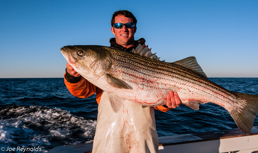 Big Striper