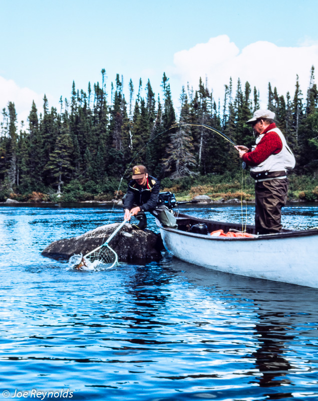 Labrador Brookies