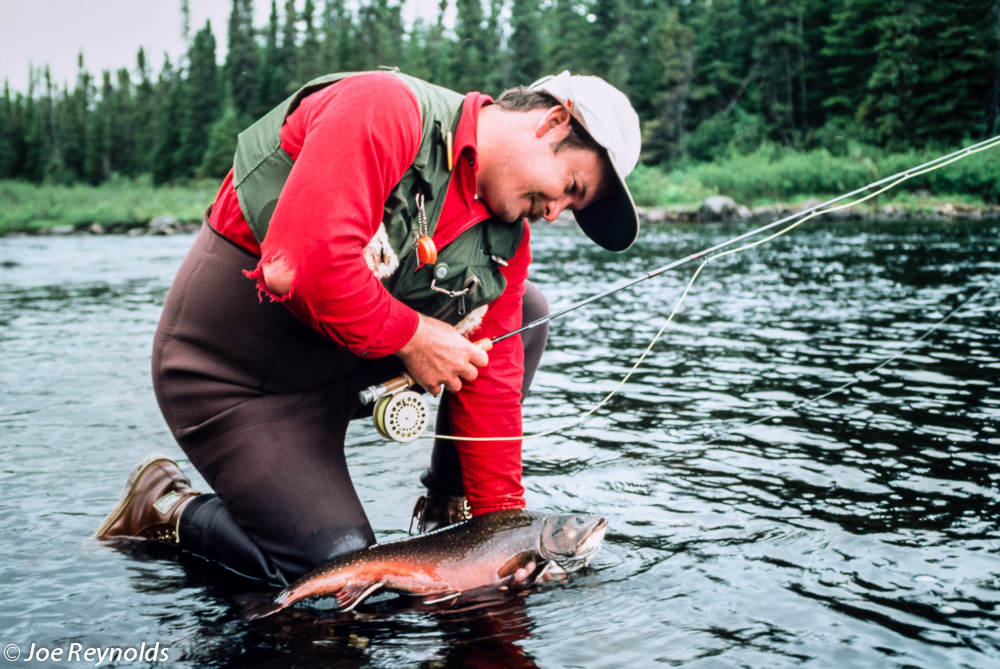 Labrador Brookies